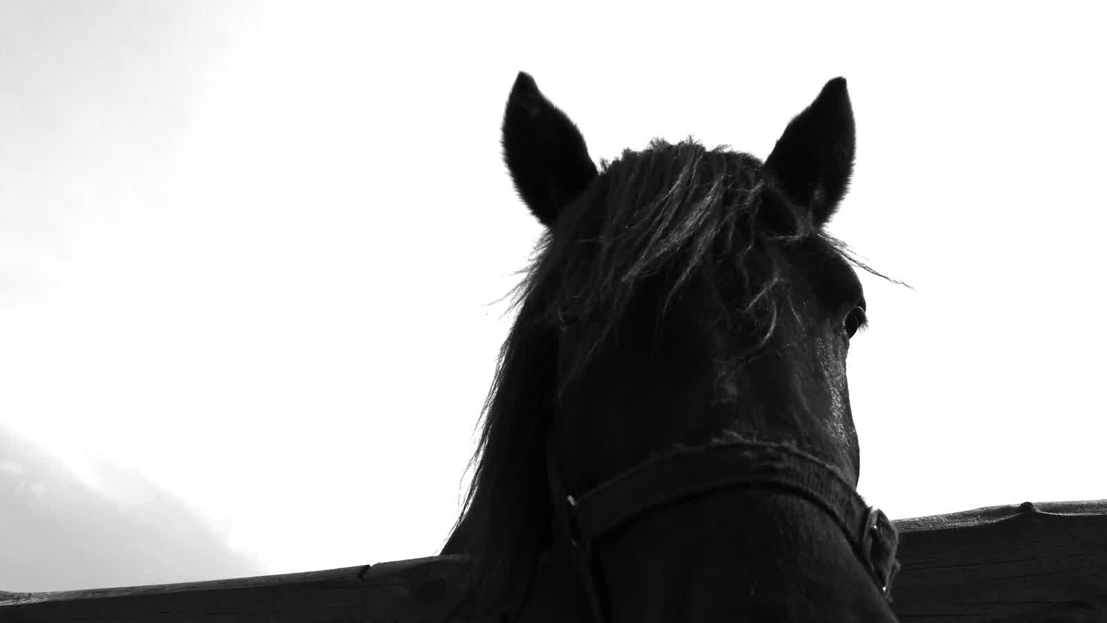 A black horse looking down over a wooden fence, in black and white